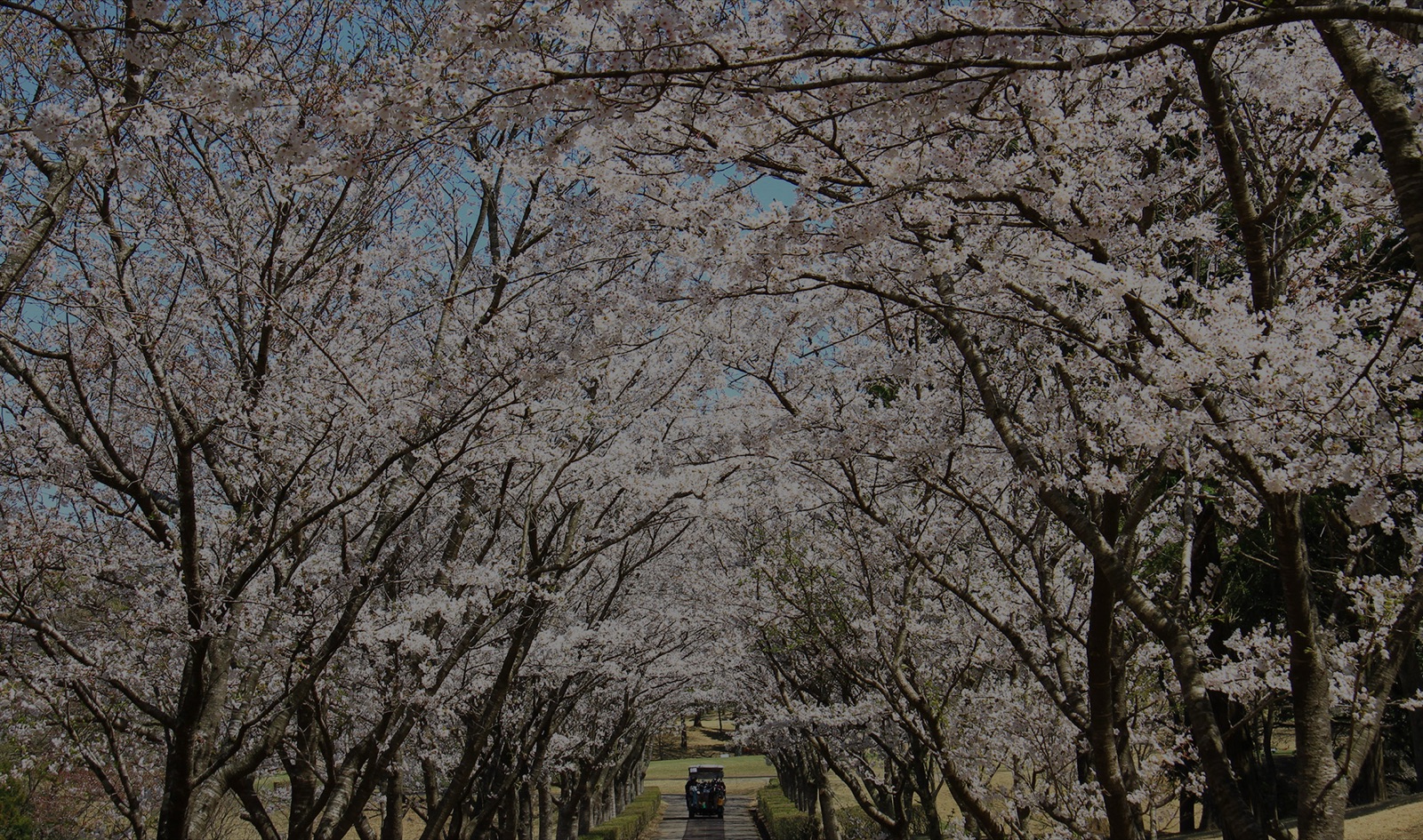 Cherry blossom tunnel at Camellia Hills Country Club